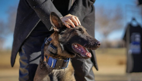 E-collar dog training